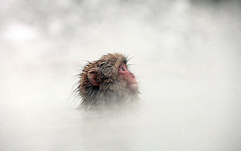 Animals, Muzzle, Fog, Monkey, Wool HD wallpaper