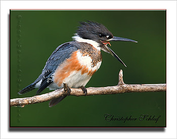 Kingfisher, birds, bird, graphy, animals, colors HD wallpaper