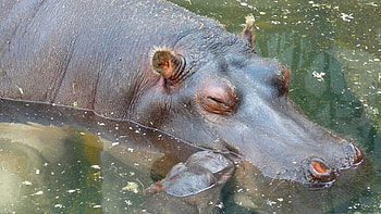 backgrounds, Barbara's , Hippo HD wallpaper