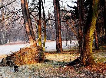 Waiting for Spring, dog, trees, early spring, park HD wallpaper