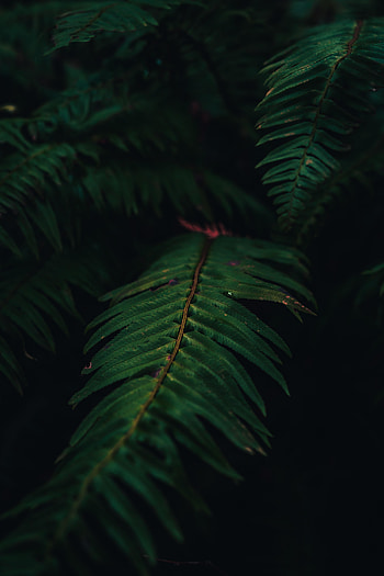 Leaves, Plant, Macro, Fern HD phone wallpaper