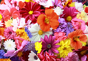 Colorful Flowers, flowers, nature, colorful HD wallpaper