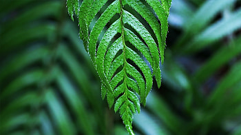 Plants, Leaves HD wallpaper