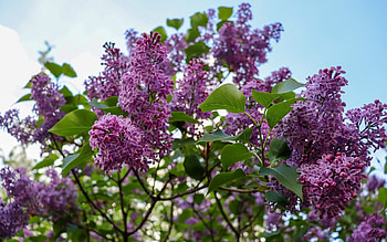 Lilacs, purple, blossoms, tree, spring HD wallpaper