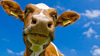 Best , cow HD wallpaper