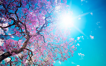 Trees, Plants, Landscape HD wallpaper