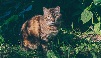Cat, pet, feline, animal, outdoor HD wallpaper