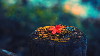 ... Background Full . leaf, maple tree, stump, dry HD wallpaper
