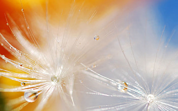 Drops, Macro, Dandelion, Seeds, Seed HD wallpaper