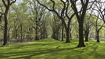 Nature, Trees, Grass, Park HD wallpaper