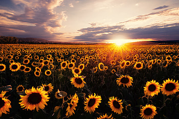 Sunflowers Field Sunrise , sunflowers, field, flowers HD wallpaper