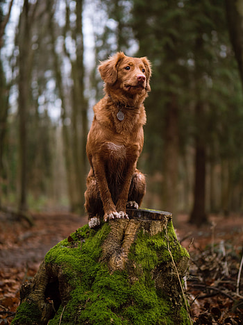 Animals, Dog, Stroll, Moss, Is Sitting, Sits, Stump HD phone wallpaper