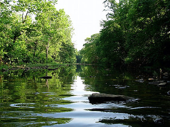 Small Ripples, trees, river, ripple, water HD wallpaper