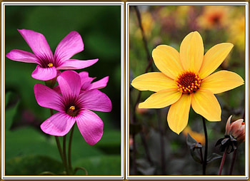 FLOWER COLLAGE, FLOWER, NATURE, COLLAGE HD wallpaper