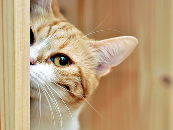 I am here!, animal, kitten, cute, cat, feline HD wallpaper