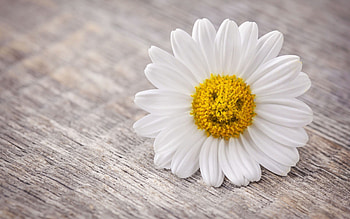 Smile, Daisies HD wallpaper