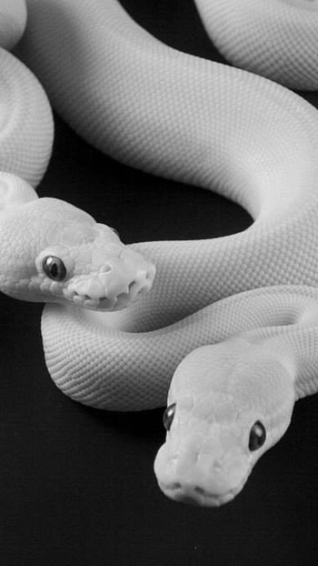 Snake, White Snake HD phone wallpaper