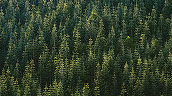 Spruce-fir forest, Trees HD wallpaper