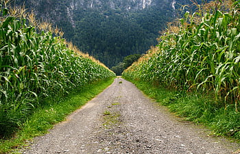 A serene cornfield path in Schwambach, Austria, with lush greenery and mountain backdrop. HD wallpaper