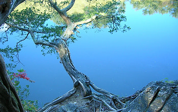 Nature, Water, Stones, Lake, Shore, Bank, Wood, Tree, Slope, Incline HD wallpaper