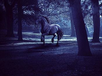 *** Walk At Night ***, noc, spacer, las, kon HD wallpaper