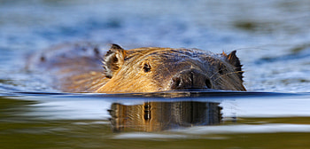 Saltwater beavers, Environmental impact, Ecosystem balance, Coastal habitat HD wallpaper