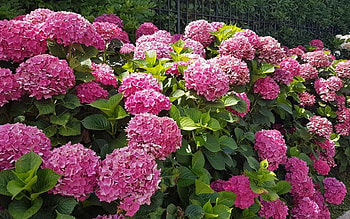 Hydrangeas, Latvia, pink, flowers HD wallpaper