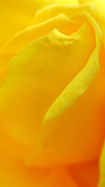 Yellow Colour, Yellow Flower Peace HD phone wallpaper