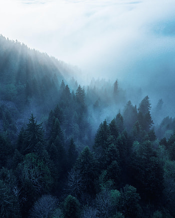 Fog, Nature, Trees, Rays, Beams, Forest HD phone wallpaper