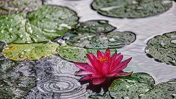 Water Lily, , Tranquil scene, Natuural beauty HD wallpaper