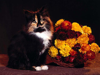 Kitten-with-a-bouquet-of-flowers, animal, kitten, bouquet, cat, flowers, nice HD wallpaper