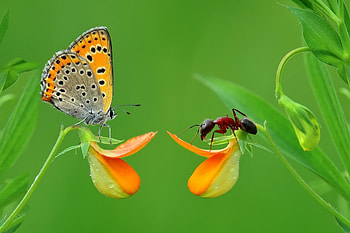 Hello, dear!, butterfly, flower, green, ant, orange, insect HD wallpaper