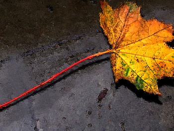 Autumn Leave, lonely, gold, 3d HD wallpaper