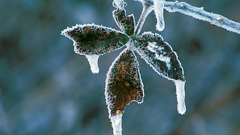 Plant, Macro, Light, Light Coloured, Frost, Hoarfrost HD wallpaper