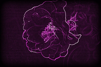 Cyber Rose, rose, pink, edit, fantasy HD wallpaper