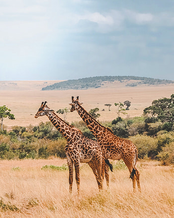 Africa travel, Volunteer programs, Cultural immersion, Life-changing experience HD phone wallpaper