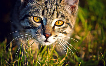 Animals, Grass, Cat, Muzzle HD wallpaper