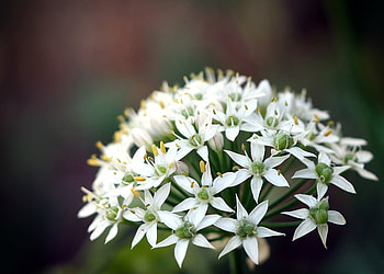 white flowers, white, nature, flowers, beauty HD wallpaper