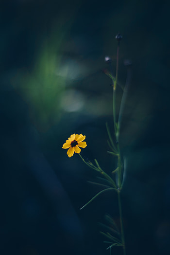 Flowers, Flower, Blur, Smooth, Kosmeya, Cosmos HD phone wallpaper