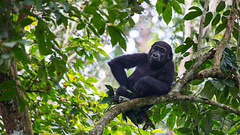 Virunga National Park, Gorilla safari, Mount Nyiragongo climbing, Congo HD wallpaper