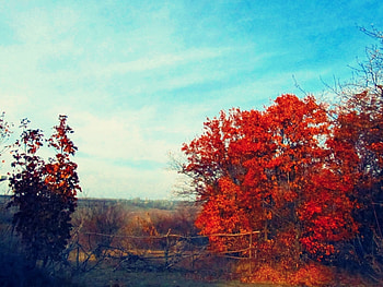 Landscape, Trees, Autumn HD wallpaper