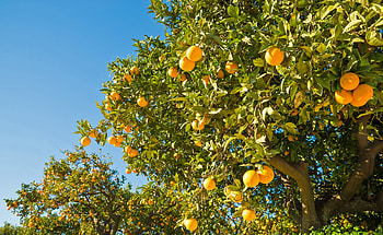 Orangenbaum pflanzen, Pflegen mein schner garten, Growing orange tree, Garden care HD wallpaper