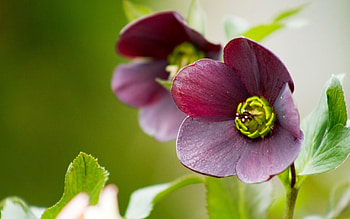Plants, Flowers HD wallpaper