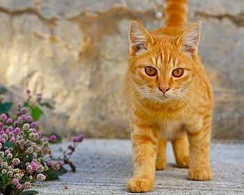 Orange Eyes Red Kitten, animal, kitten, red, eyes, cat, flowers HD wallpaper