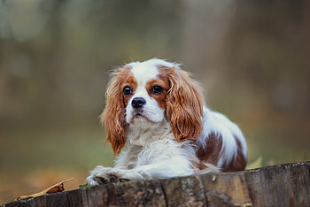 Cute puppy, Wood, Animal, Puppy, graphy, Dog, Cute HD wallpaper