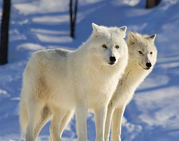 Arctic beauties, winter, white, wolves, snow, cold, pair HD wallpaper