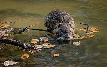 Beaver, animal, nature, water HD wallpaper