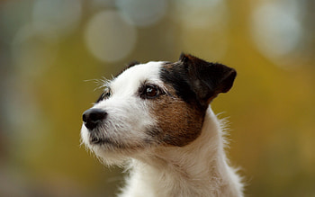 Animals, Background, Glare, Dog, Muzzle, Spotted, Spotty HD wallpaper