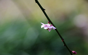 Flower, Macro, Blur, Smooth, Bloom, Flowering, Branch HD wallpaper