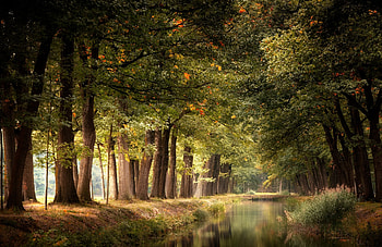Autumn trees, trees, woods, forest, park HD wallpaper